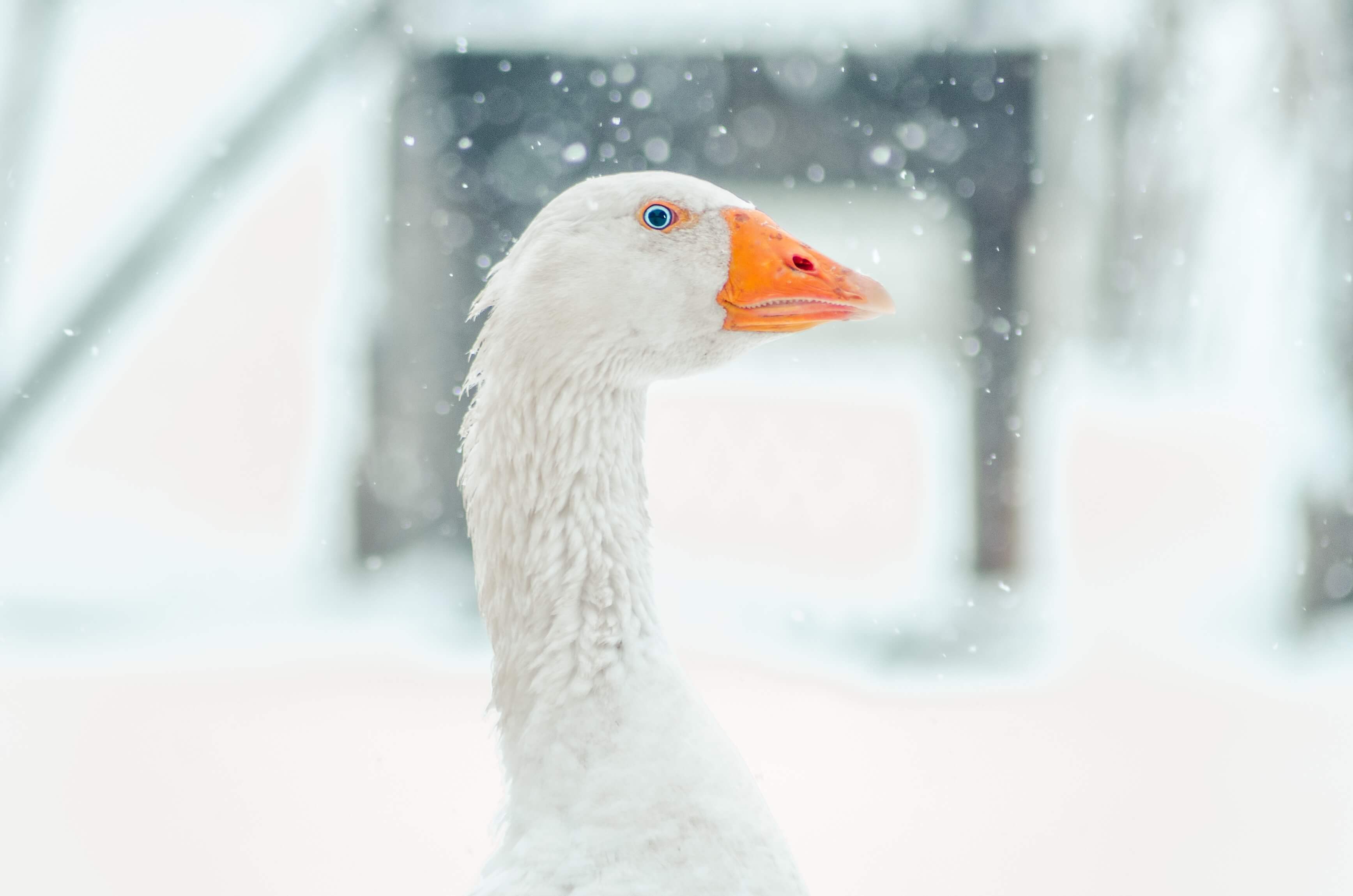 Plume d'oies